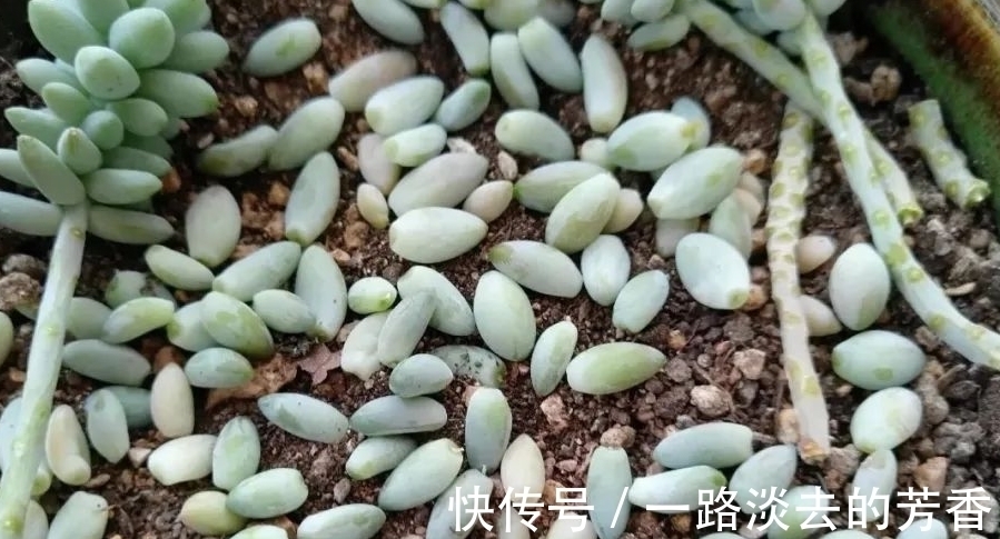适宜|多肉叶插不生根,教你叶插五要素,10天就能长出小胡须