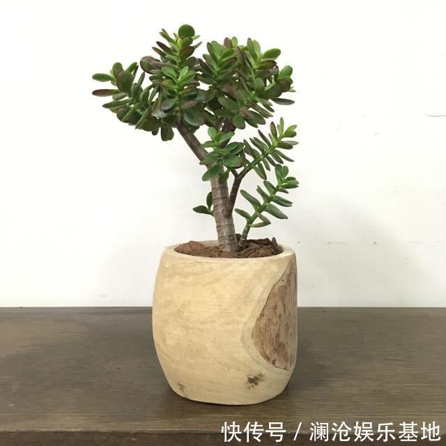 多肉植物|养花不会浇水，家里再多花也会被糟蹋，新手盆栽浇水指南