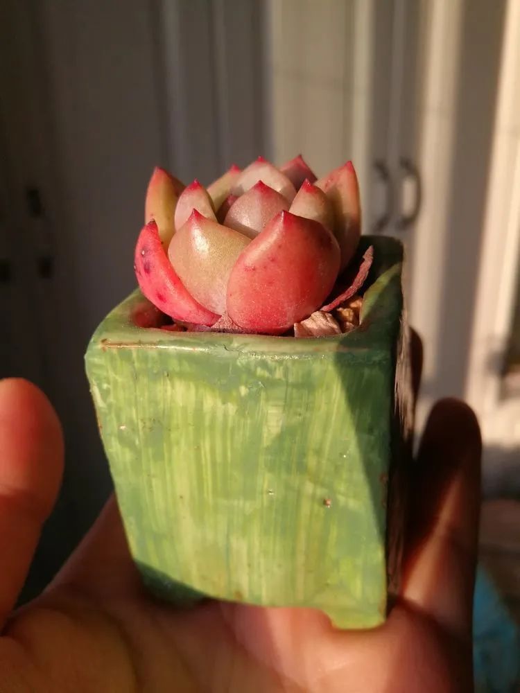 养多肉两年,200多盆养死的不到10盆,记录点点滴滴!