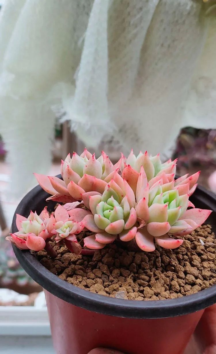 爱自己、爱家人、爱生活、爱多肉,因为有爱我便无惧风浪!