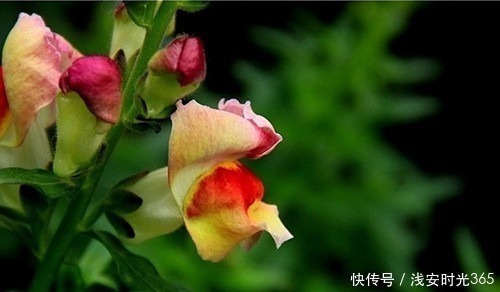 灵动|此花如灵动的金鱼一般，栩栩如生鲜艳夺目，是吉祥之花