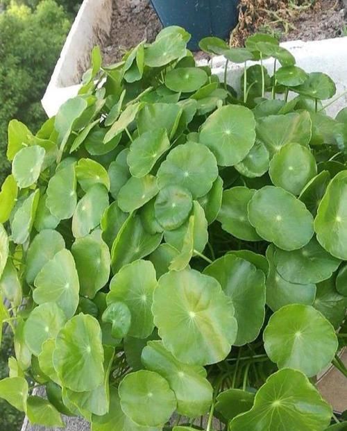  长势|漂亮花都是“急性子”，火急火燎冒花苞，长势旺，开了一茬又一茬