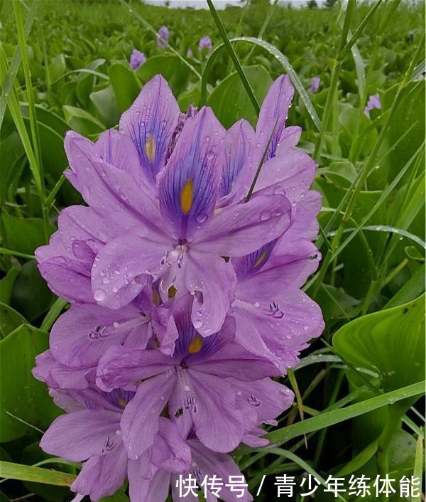 比荷花还漂亮的浮生花，漂到哪就长到哪，生命力太强悍
