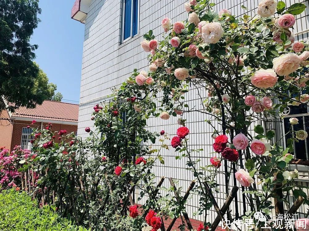 院子|这样的小院，谁不爱？