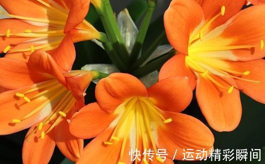 开花|君子兰多年不开花,可能是缺了这种肥