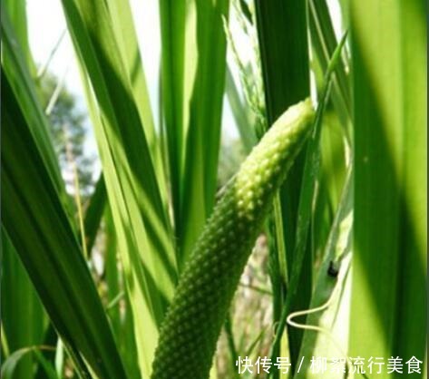 3种网红绿植,经常在河边遇见,种在家里好养又招财!