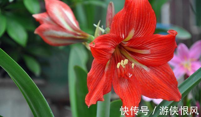 朱顶红种球萎缩常见的2种原因，第2种很容易被忽略