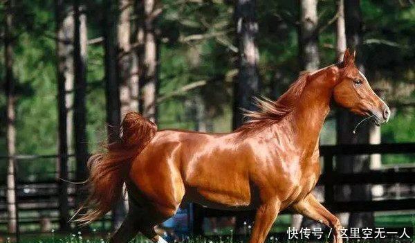 汉朝|汉武帝为何讨伐大宛国为了天马看西域各国做的这些事就知道了