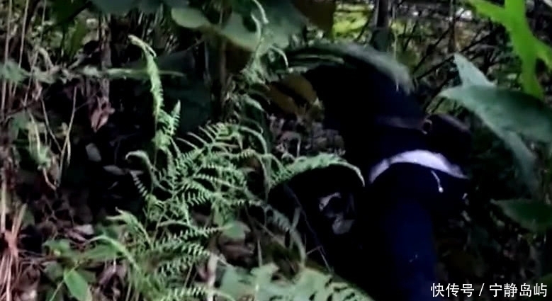 野草|乡下这野草,农民只当草,却不知是“天然雄激素”外面一斤40元