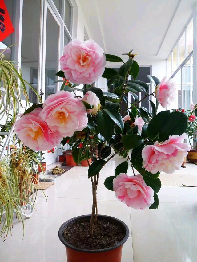 刚买来的茶花总是掉蕾教你一招，茶花爆盆不是事，还能延长花期