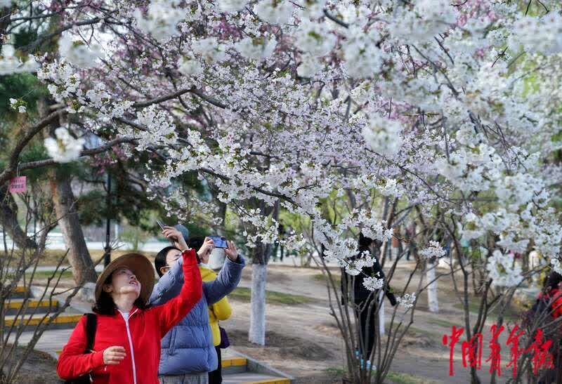 玉渊潭早樱盛放 堆云叠雪美如画