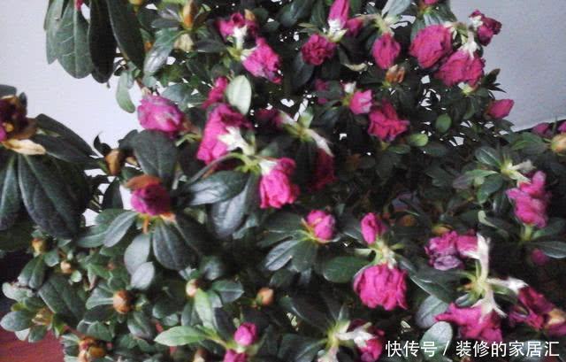 杜鹃|花店刚买的杜鹃黄叶,落花苞,喷点这个水,一招就搞定