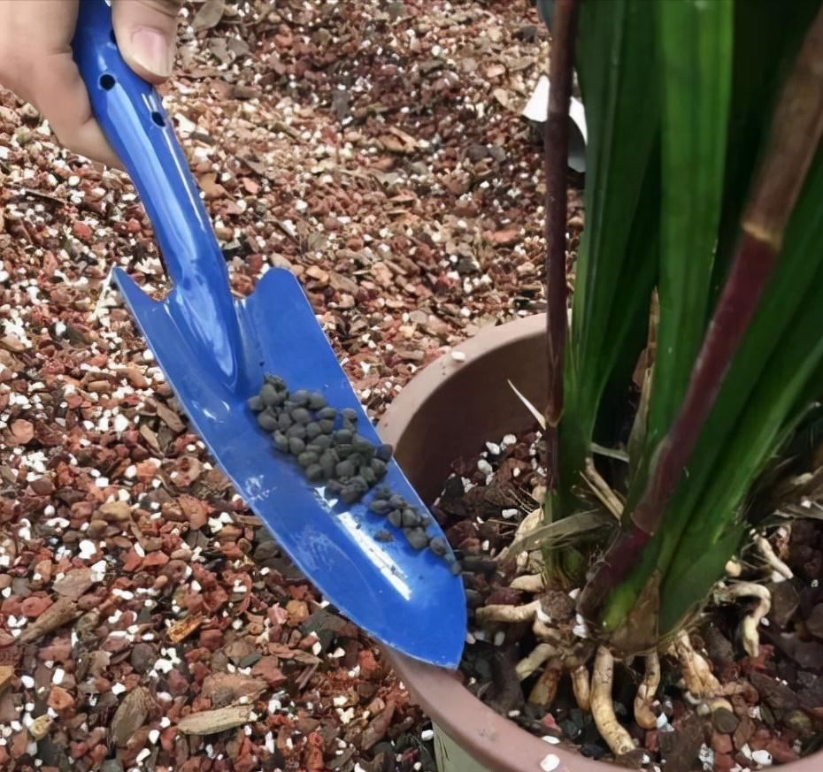 陷阱|兰花的四个“大误区”，看似有道理，实则很陷阱，别被人忽悠了