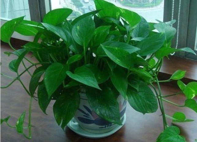 花卉|5种“生根水”,家家都有,不花1分钱,扦插花卉“7天”生白根