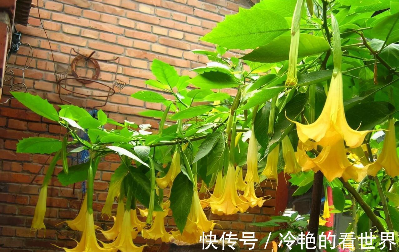 毒花|越美的花越有毒，生活诚不欺我！快来认识七种大毒花，避免受伤害
