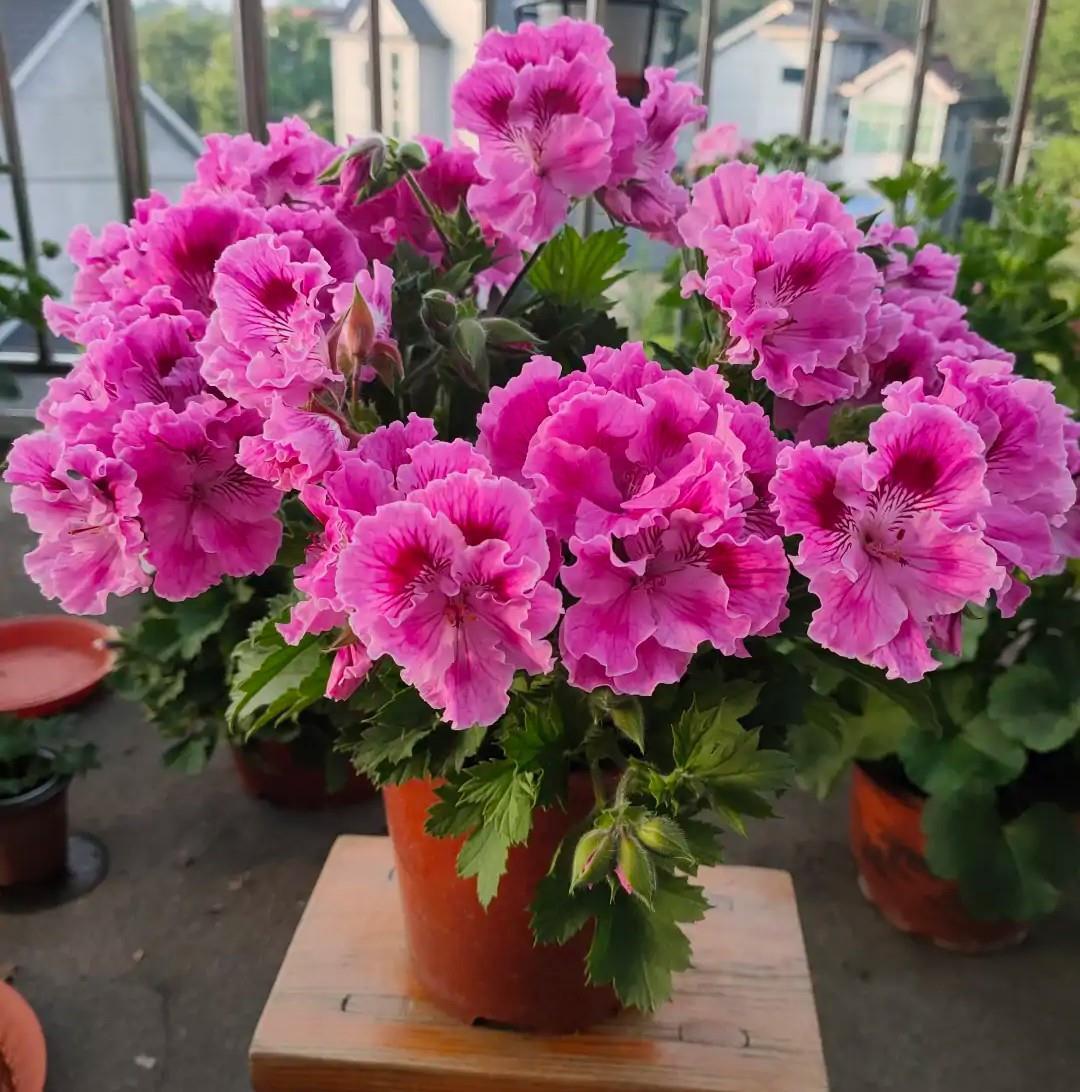 阳台必养盆栽花-天竺葵，如果非要给理由，这“8个”够不够？