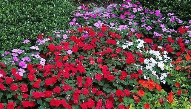 养花|压箱底的养花绝活,种花用这三种“黄金土”,不爆盆来找我