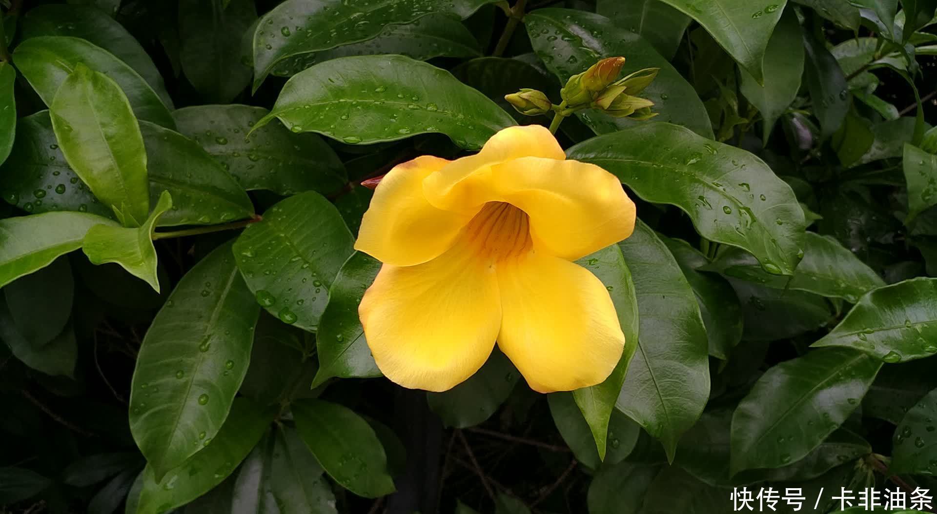 羊蹄甲|南方有嘉木,花开如凤凰