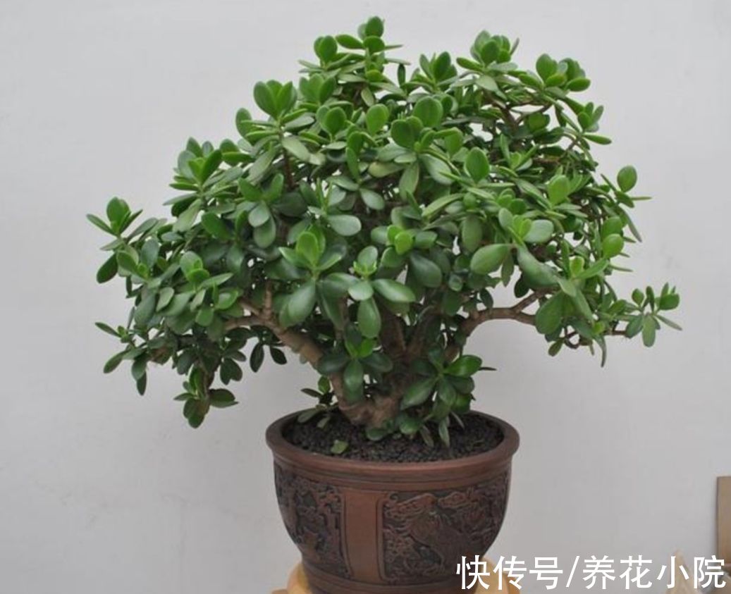植物|玉树有“3怕2喜”，做好这几点，养成漂亮的盆景