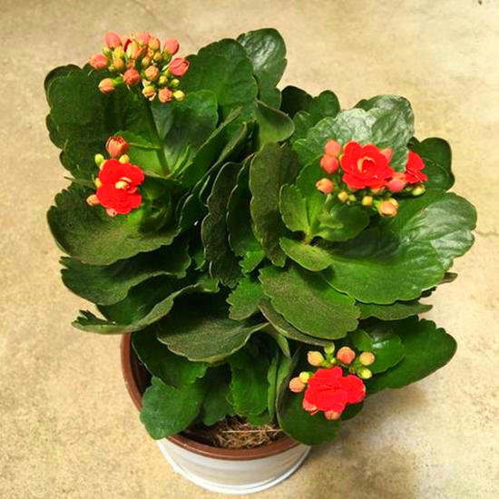 长寿花入秋后，尽早这样养，花期提前，秋冬能开好几茬