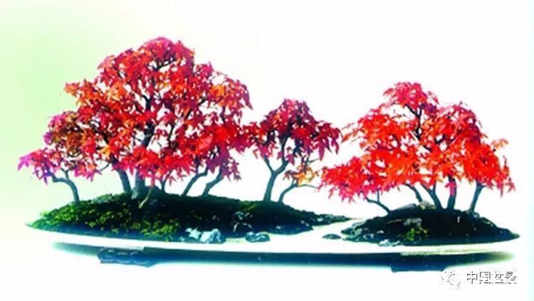 盆景@赵庆泉:请别叫我“大师”,我就是个“做盆景的”