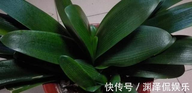 休眠期养君子兰,浇水有妙招,1个小妙招,度夏营养足,长势旺