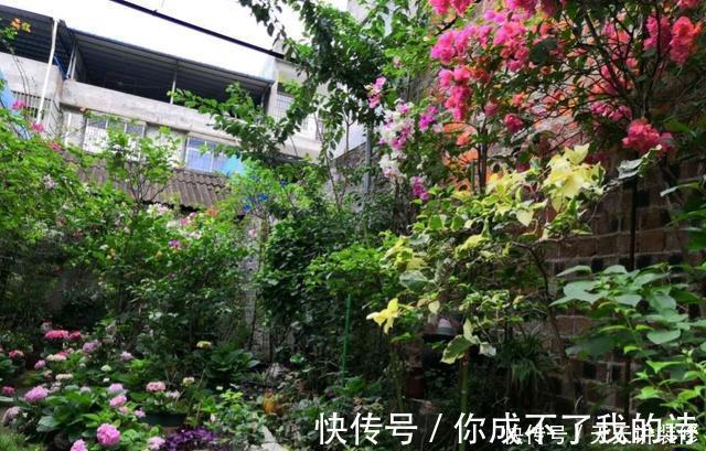 阳台|阳台庭院养上三种花，风景美如画，天天置身于花海里