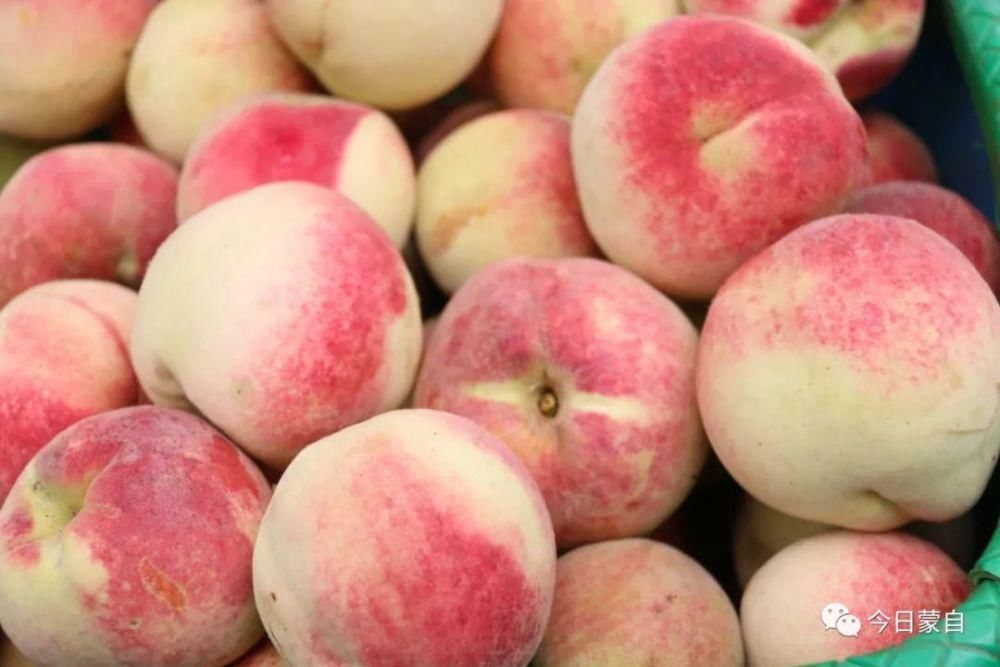 冬桃基地|冬天还有新鲜桃子吃？蒙自人太幸福了！
