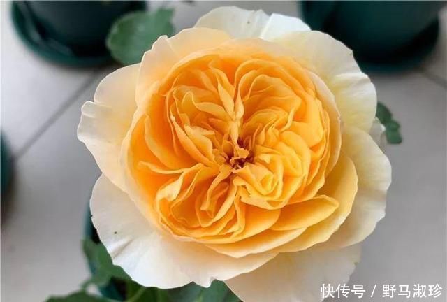 此花浑身都是宝,在养生方面有很高的营养价值,快去阳台种两盆