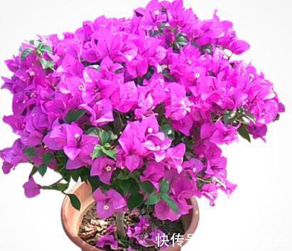 浇水|全民公认，天热值得入手的8种花，粗放管理开花贼漂亮