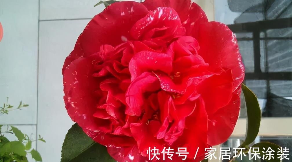 绿萝|月季花丢了吧！此花耐旱耐寒，比牡丹还美，比绿萝好养，花香四溢