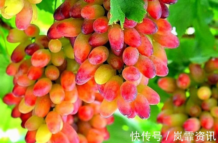 葡萄|爱美女性,多吃以下三种食物排出体内毒素,轻松瘦出小蛮腰