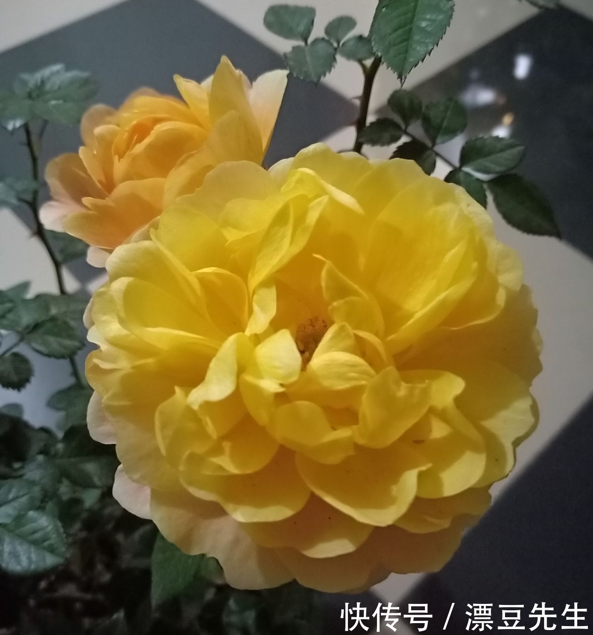 倒春寒来袭,养花5件事不能做,不然花熬不过去全死了