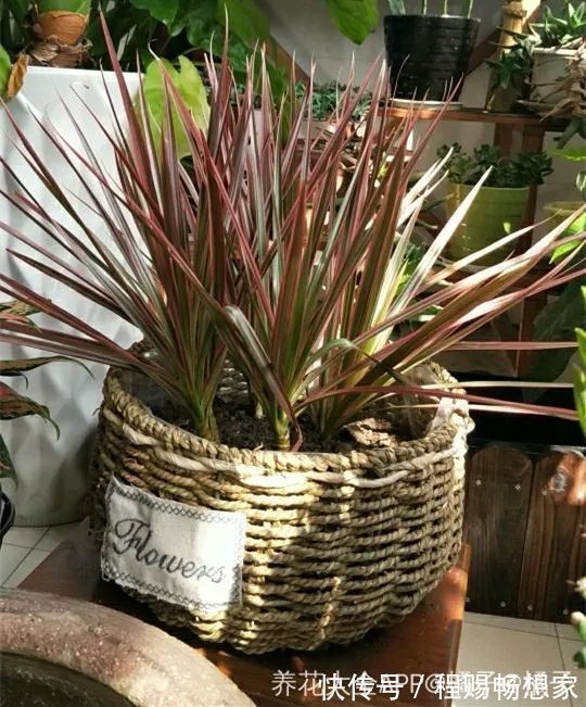 养花6种“丑八怪”,放在家里能镇宅,养的越久越气派