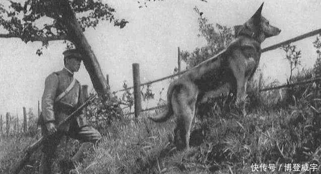 岛上|二战最不可思议的战争,岛上只有3条狗,美军为此死伤300人