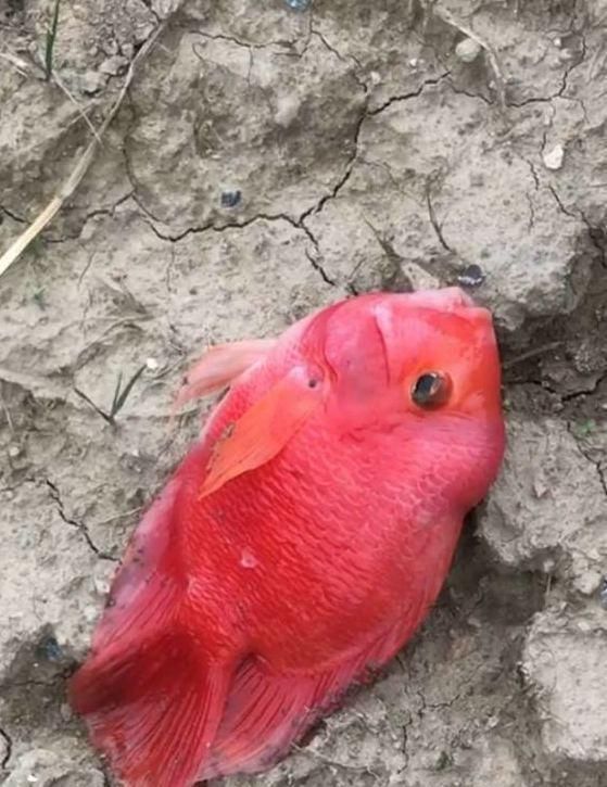 观赏鱼|这鱼在漠阳江快泛滥了,钓鱼人:到处都是,所幸还好吃