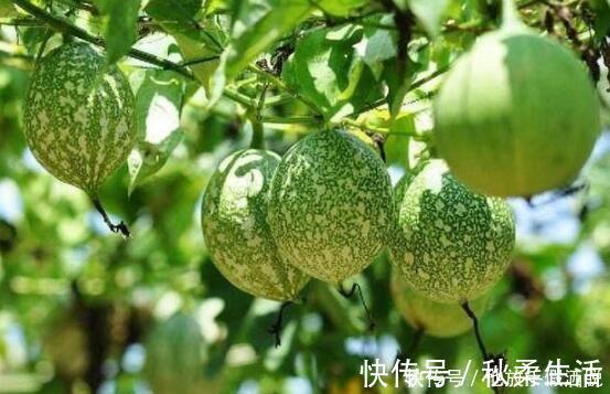 生白芍|脾好人长寿1粥1穴,健脾胃、养脾阴、祛胃火,帮你滋养长寿根本