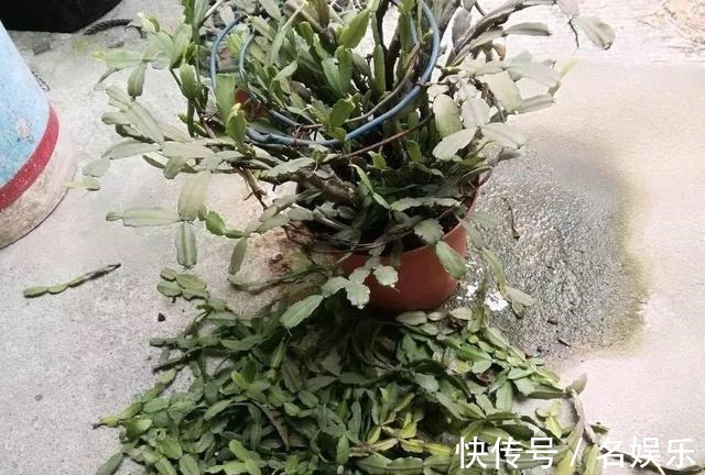 8种花现在赶紧剪,剃光头撸光叶,越狠越爆盆