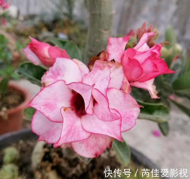适合小盆养的“5种花”，大盆“不利于”生长和开花，可别搞错了