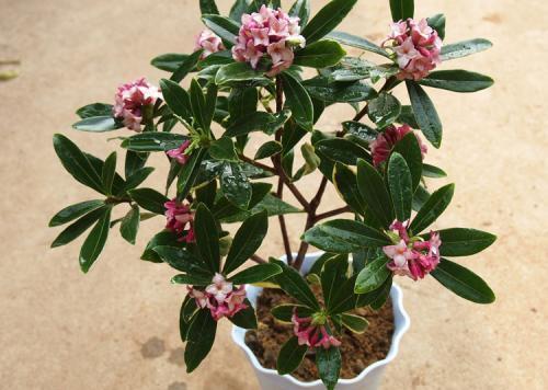 聪明人都喜欢养这种花,养家里既助睡又是吸附甲醛的小能手,值