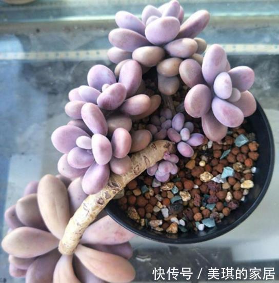 肉肉|多肉徒长别再丢了,教你2个技巧,学会了肉肉繁殖快,一盆变多盆