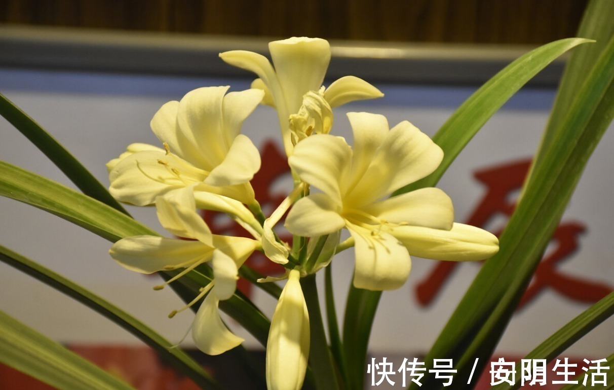 浇水|君子兰害怕五件事,新手经常犯,难怪越养越糟糕