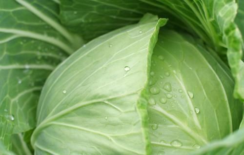 为啥饭店里的包菜格外好吃星级厨师包菜下锅前,先加一勺它