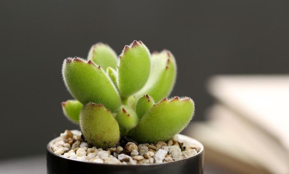 耐寒|这6种多肉可不耐冻,大冷天赶紧搬回家,冻伤了可救不活