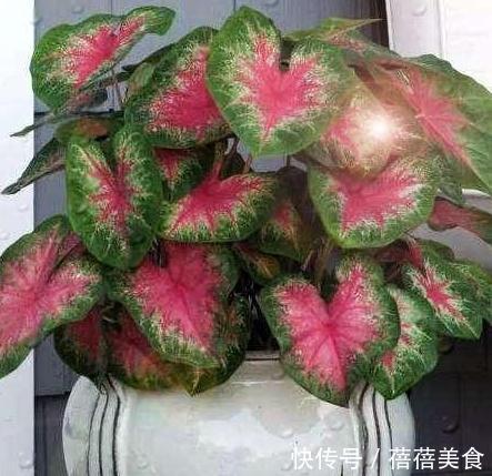 净化|要想强有效净化室内有害气体,这十种健康花卉必不可少