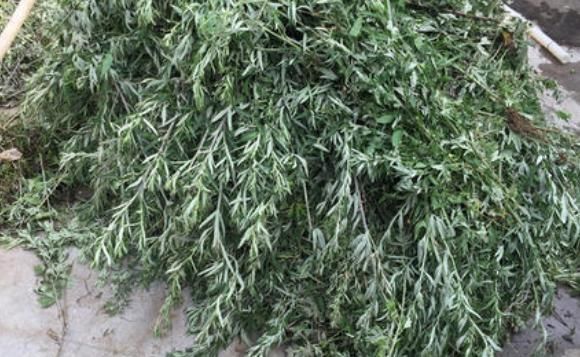 人体|家有三年艾，大夫不会来！艾叶如何使用效果最佳？专家说出大实话