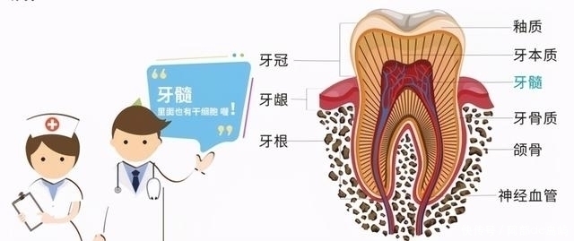 国际分子科学杂志|惊!小小乳牙竟能治疗多种疾病?爸爸妈妈别再丢掉它