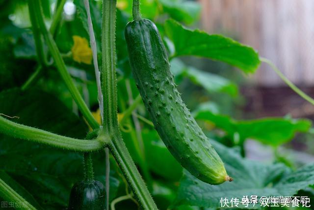 黄瓜|买黄瓜,挑直的还是弯的?老菜农:牢记这3点,激素黄瓜一看便知