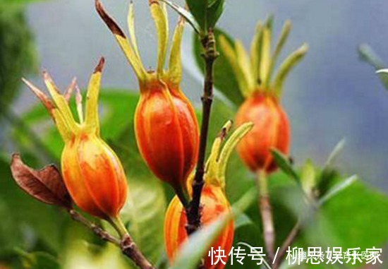 失眠|晚上易失眠多梦用此物泡水,睡前来一杯,告别失眠,远离黑眼圈