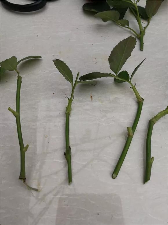 趁天|4种“残花梗”,趁天热赶紧剪,插土里10天生根,很快爆芽